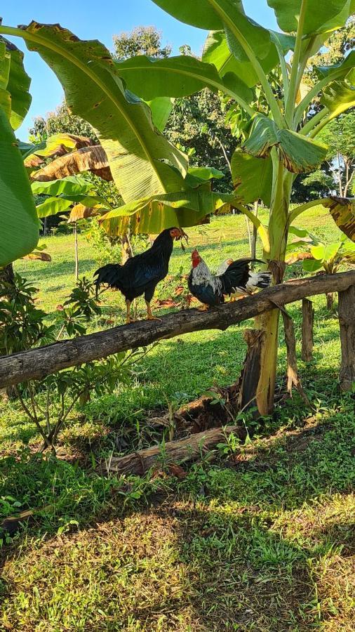 True Nature Chiang Mai - Yoga & Meditation Homestay Retreat Ngoại thất bức ảnh